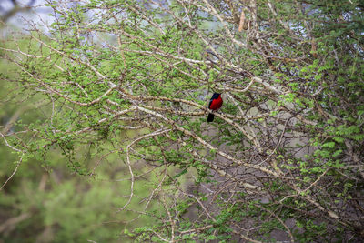 Bird perching on a tree