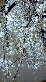 Low angle view of flower tree