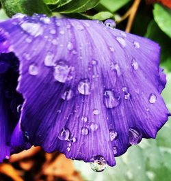 Close-up of wet purple flower