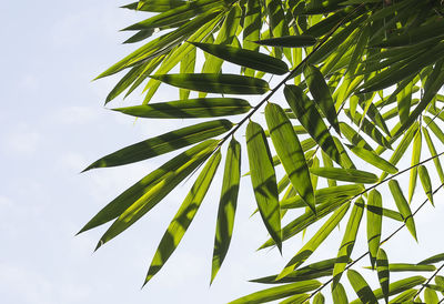 Low angle view of palm tree leaves