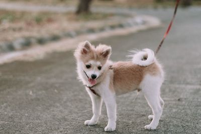 Portrait of dog walking on road