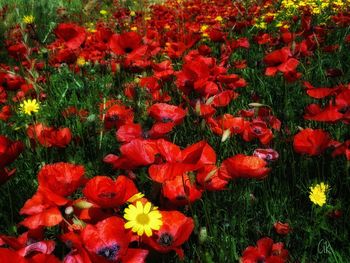 High angle view of red flowering plants on field