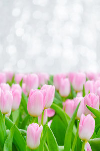 Close-up of pink flowering plants