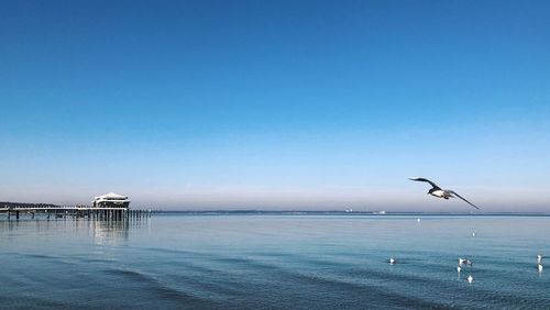 Seagull flying over sea against clear blue sky