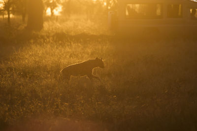 View of horse on field during sunset