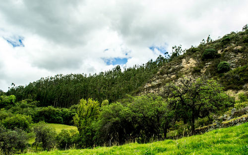 Trees growing in forest against sky