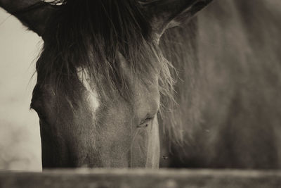 Close-up of a horse