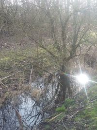 Sun shining through trees in forest