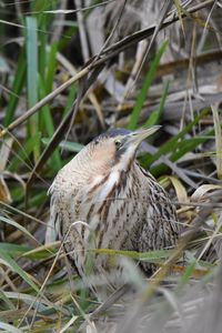 High angle view of bittern in grass
