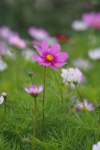 Close-up of pink cosmos flower on field