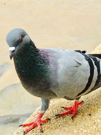 Close-up of bird perching outdoors