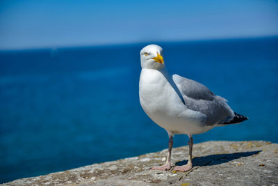 Seagull perching on rock by sea