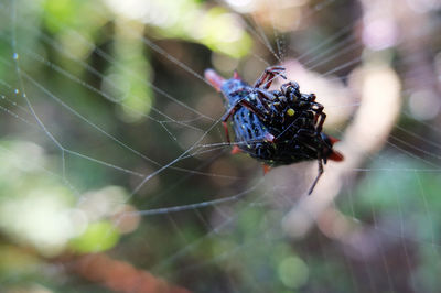 Close-up of spider on web