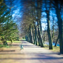 Road along trees