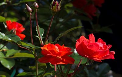 Close-up of red flowers blooming outdoors