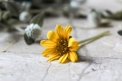 Close-up of yellow flower