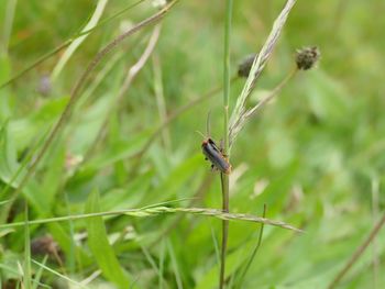 Close-up of insect on grass