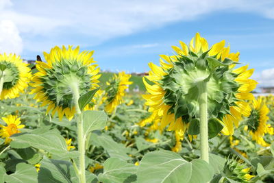 Close-up of yellow flowering plant on field