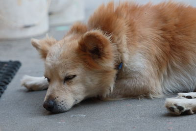 Close-up of a dog sleeping