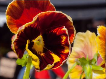 Close-up of day lily blooming outdoors