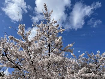 Low angle view of cherry blossoms against blue sky
