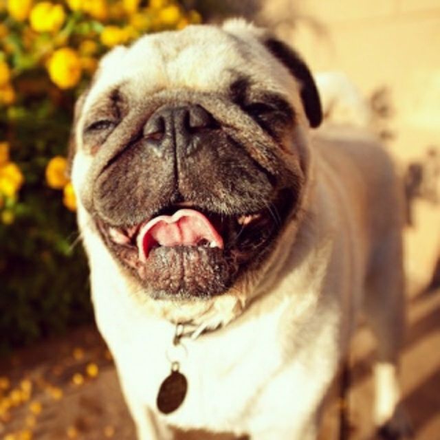 dog, pets, domestic animals, one animal, animal themes, mammal, close-up, animal head, focus on foreground, portrait, looking at camera, indoors, animal body part, snout, selective focus, sticking out tongue, no people, relaxation, front view