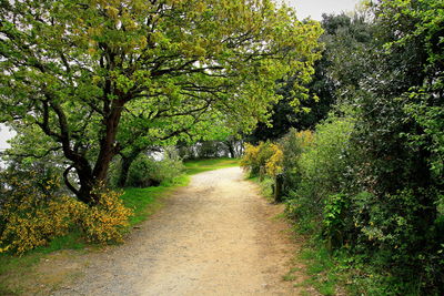 Close-up of trees