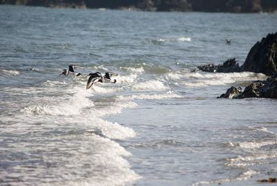 View of birds at beach