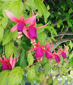 Close-up of pink flowers blooming outdoors