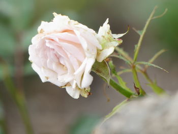 Close-up of white rose