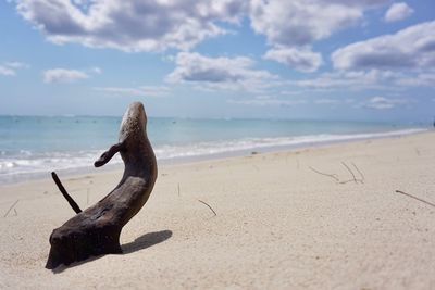 Driftwood on beach