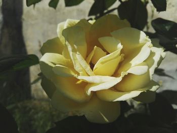 Close-up of rose plant