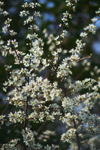 Close-up of cherry blossom