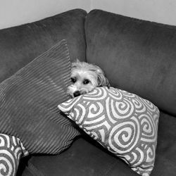 High angle view of dog sitting on sofa at home