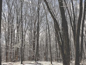 Bare trees in forest during winter