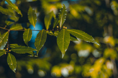 Close-up of fresh green leaves