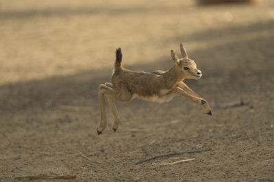 Side view of a dog running on sand