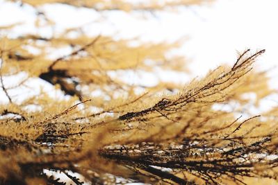 Close-up of dried plant during winter