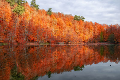 Reflection of trees on lake during autumn