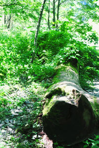 Trees growing in forest