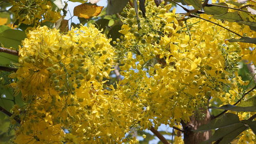 Close-up of yellow flowers on branch