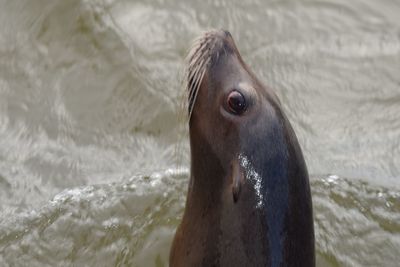 Portrait of horse in sea