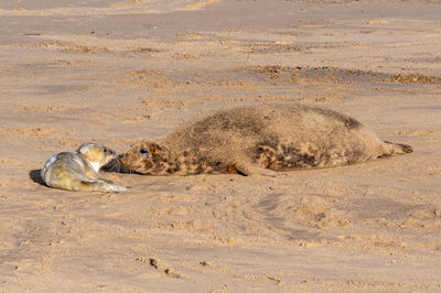 Mother seal recognising her newborn grey seal pup, halichoerus grypus, by sense of smell, norfolk