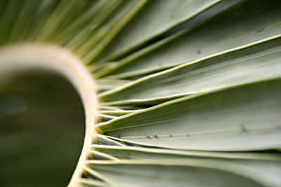 Close-up of plant