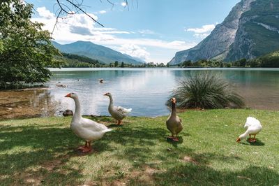 Ducks at lakeshore