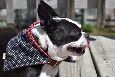 Close-up of dog looking away