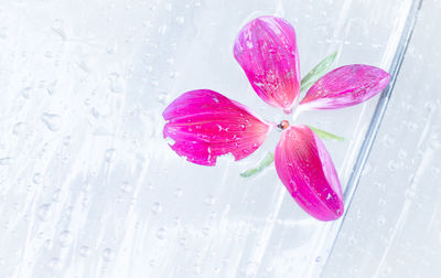 Close-up of pink flowers