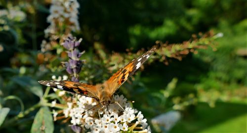 Close-up of butterfly pollinating on flower