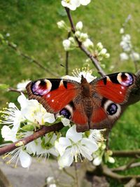 Close-up of butterfly pollinating on flower