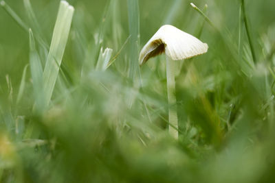 Close-up of mushroom growing on field